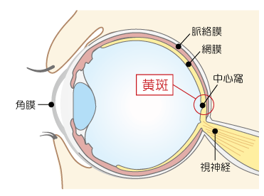 黄斑の位置