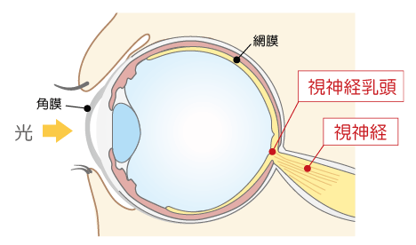 視神経と視神経乳頭の図