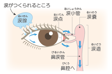 涙が出る仕組み